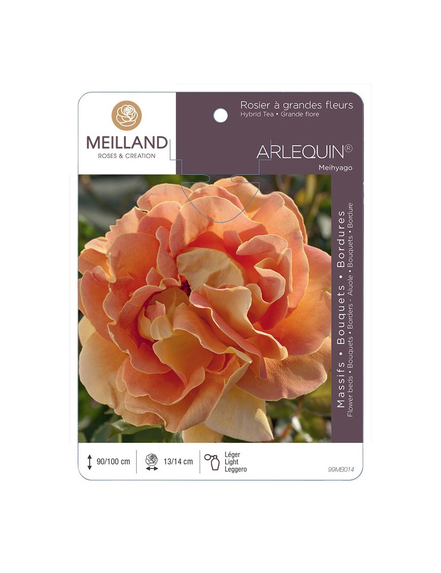ARLEQUIN ® Meihyago Rosier à grandes fleurs