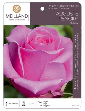 AUGUSTE RENOIR ® Meitoifar Rosier à grandes fleurs