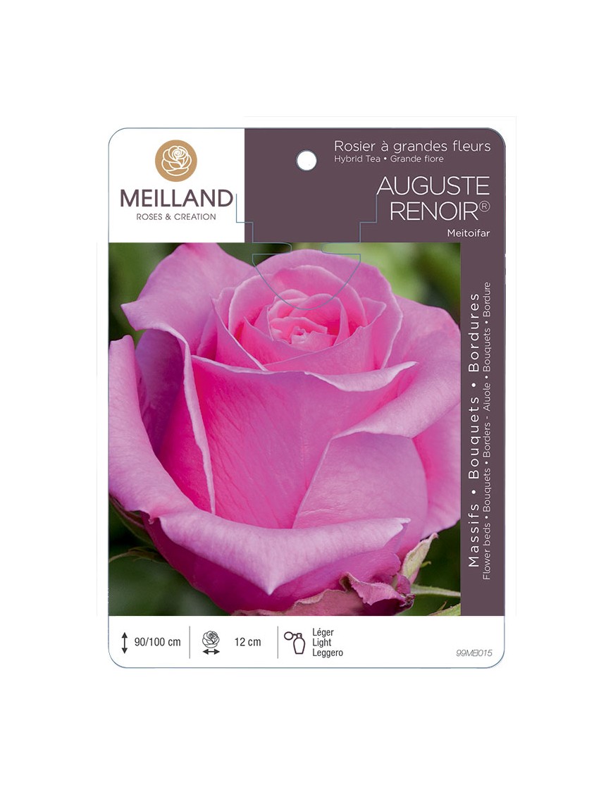 AUGUSTE RENOIR ® Meitoifar Rosier à grandes fleurs