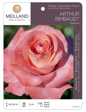ARTHUR RIMBAUD ® Meihylvol Rosier à grandes fleurs