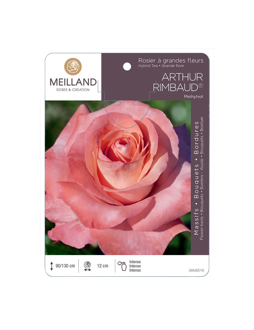 ARTHUR RIMBAUD ® Meihylvol Rosier à grandes fleurs