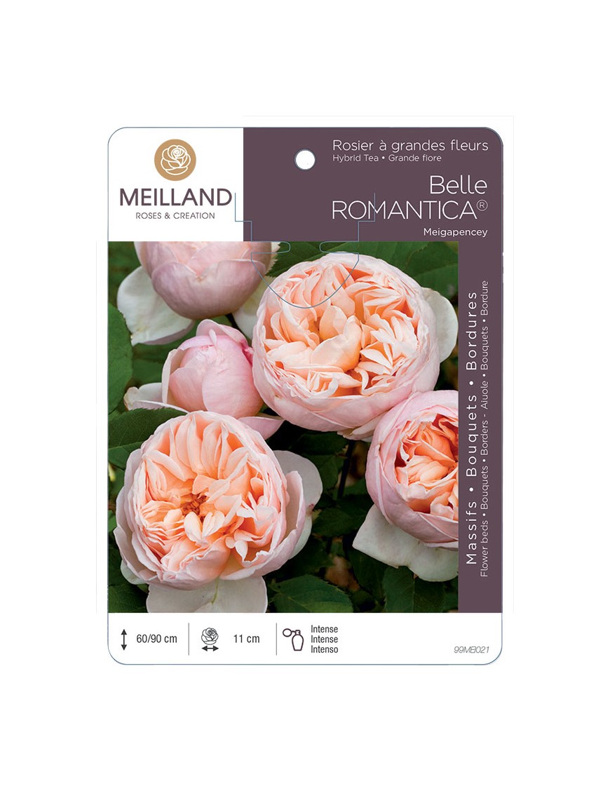 BELLE ROMANTICA ® Meigapencey Rosier à grandes fleurs