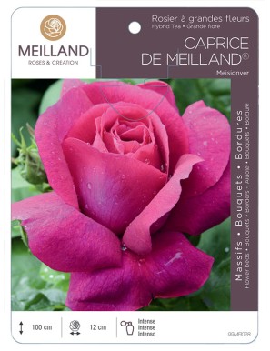 CAPRICE DE MEILLAND ® Meisionver Rosier à grandes fleurs
