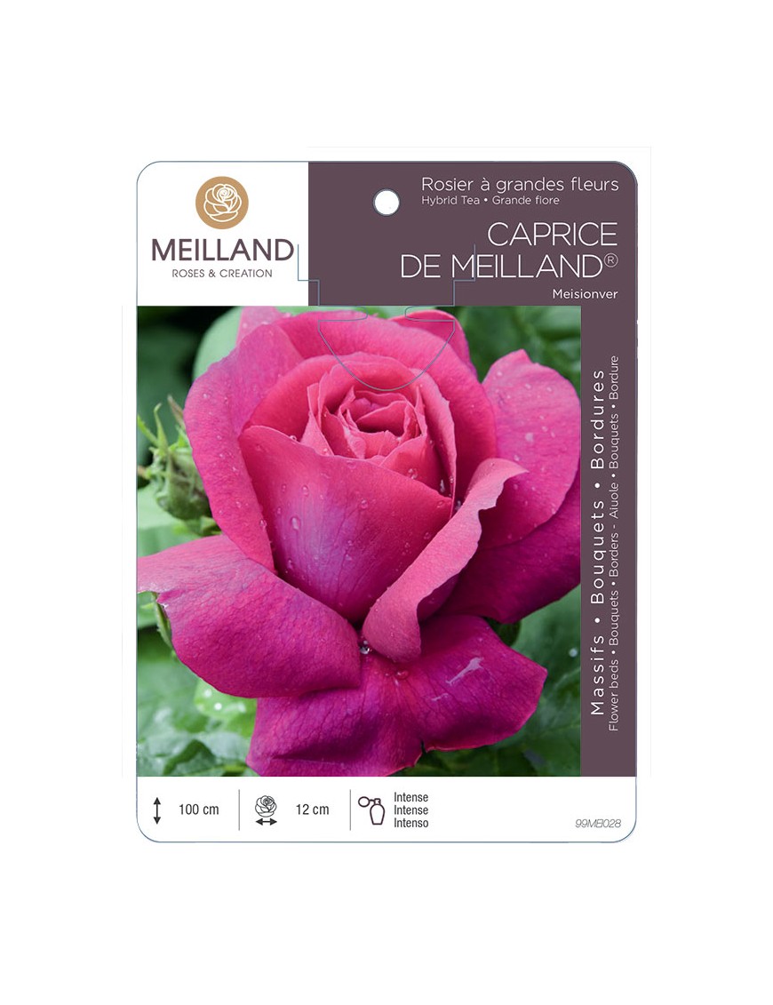 CAPRICE DE MEILLAND ® Meisionver Rosier à grandes fleurs