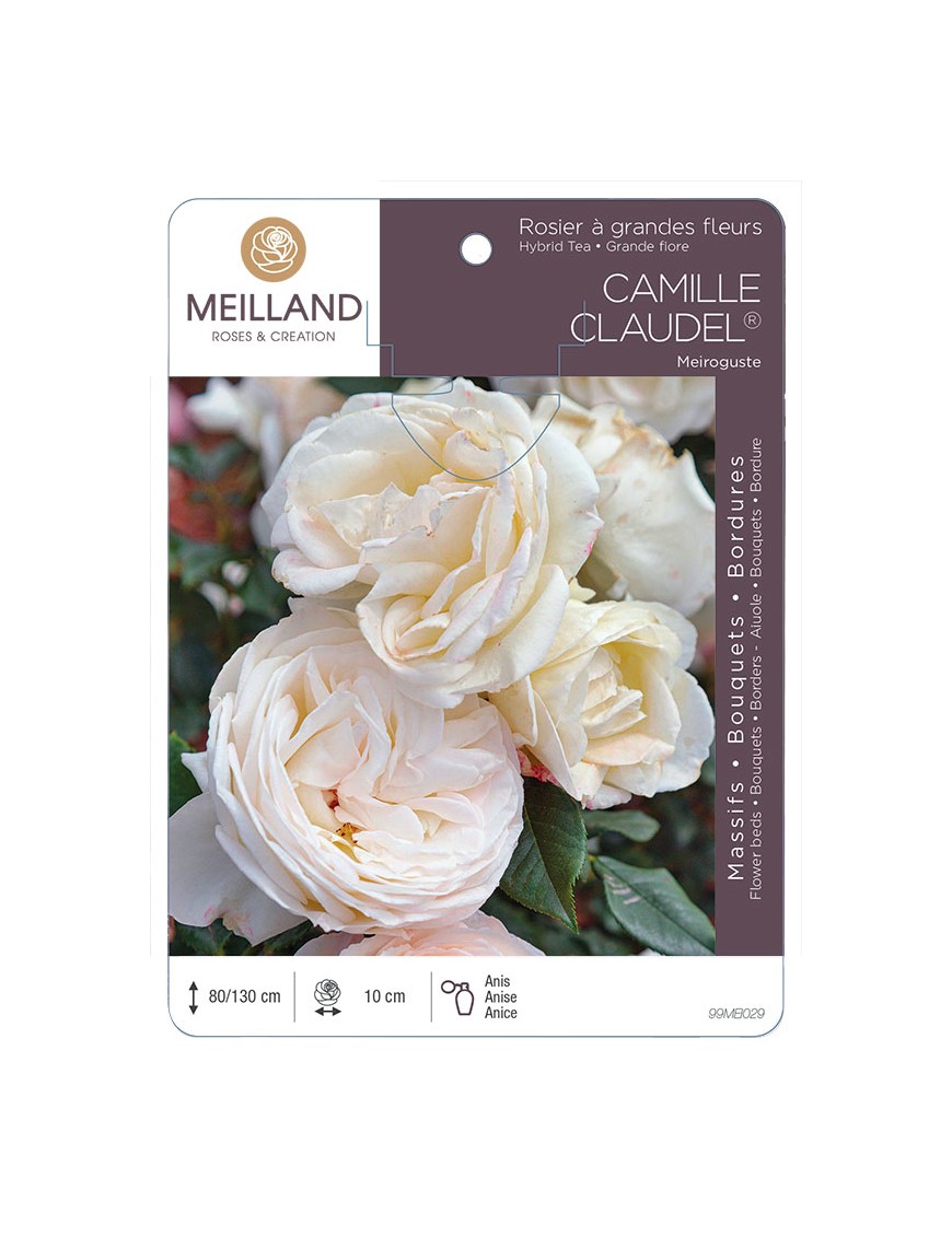 CAMILLE CLAUDEL ® Meiroguste Rosier à grandes fleurs