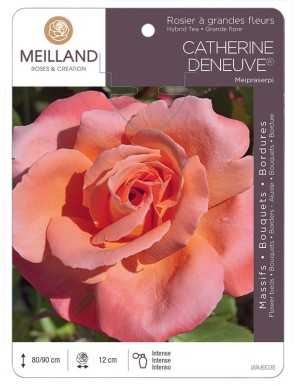 CATHERINE DENEUVE ® Meipraserpi Rosier à grandes fleurs