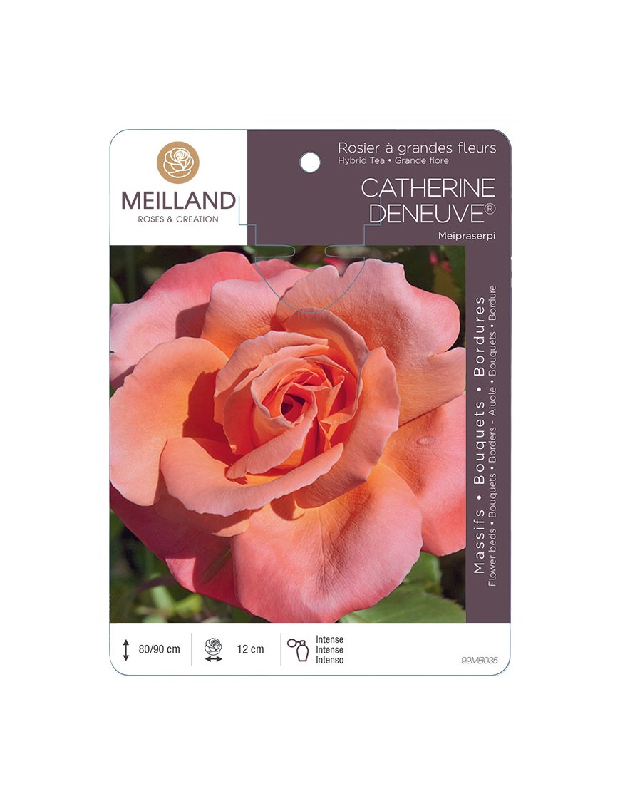 CATHERINE DENEUVE ® Meipraserpi Rosier à grandes fleurs
