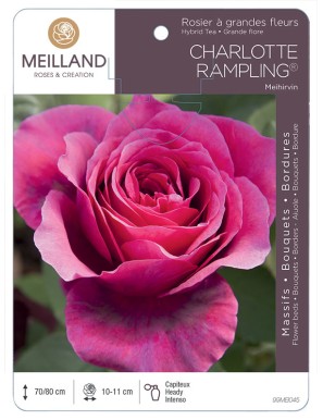 CHARLOTTE RAMPLING ® Meihirvin Rosier à grandes fleurs