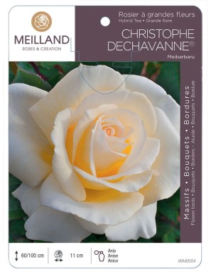 CHRISTOPHE DECHAVANNES ® Meibarbaru Rosier à grandes fleurs