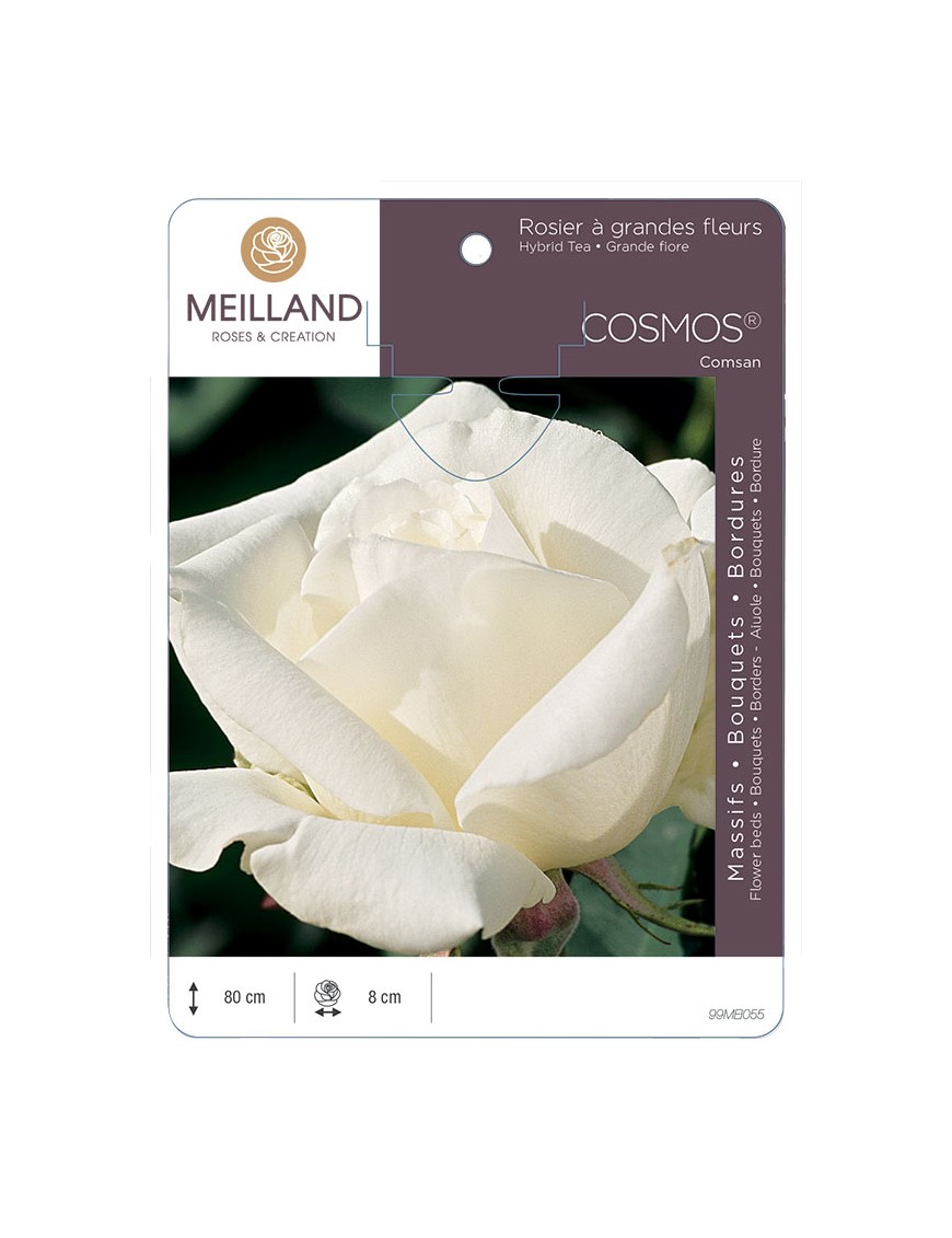 COSMOS ® Comsan Rosier à grandes fleurs