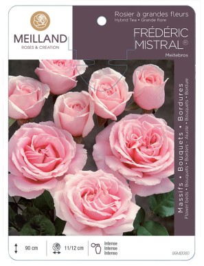 FRÉDÉRIC MISTRAL ® Meitebros Rosier à grandes fleurs