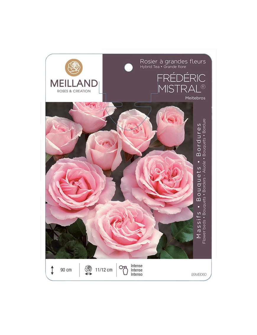 FRÉDÉRIC MISTRAL ® Meitebros Rosier à grandes fleurs