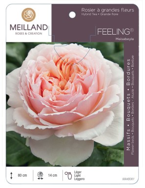 FEELING ® Meisabeyla Rosier à grandes fleurs