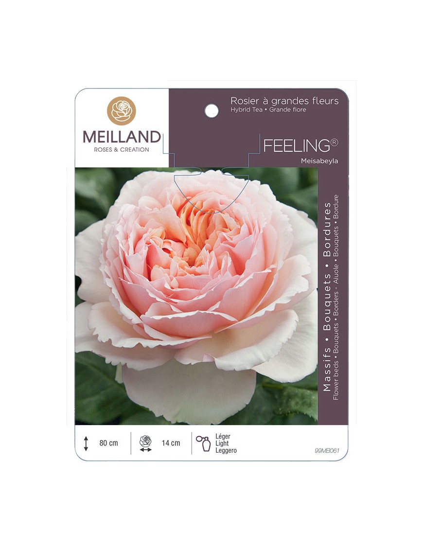 FEELING ® Meisabeyla Rosier à grandes fleurs