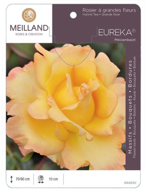 EUREKA ® Meizambaizt Rosier à grandes fleurs