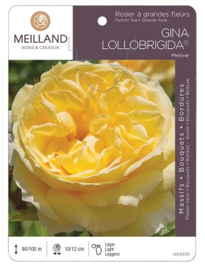GINA LOLLOBRIGIDA ® Meilivar Rosier à grandes fleurs