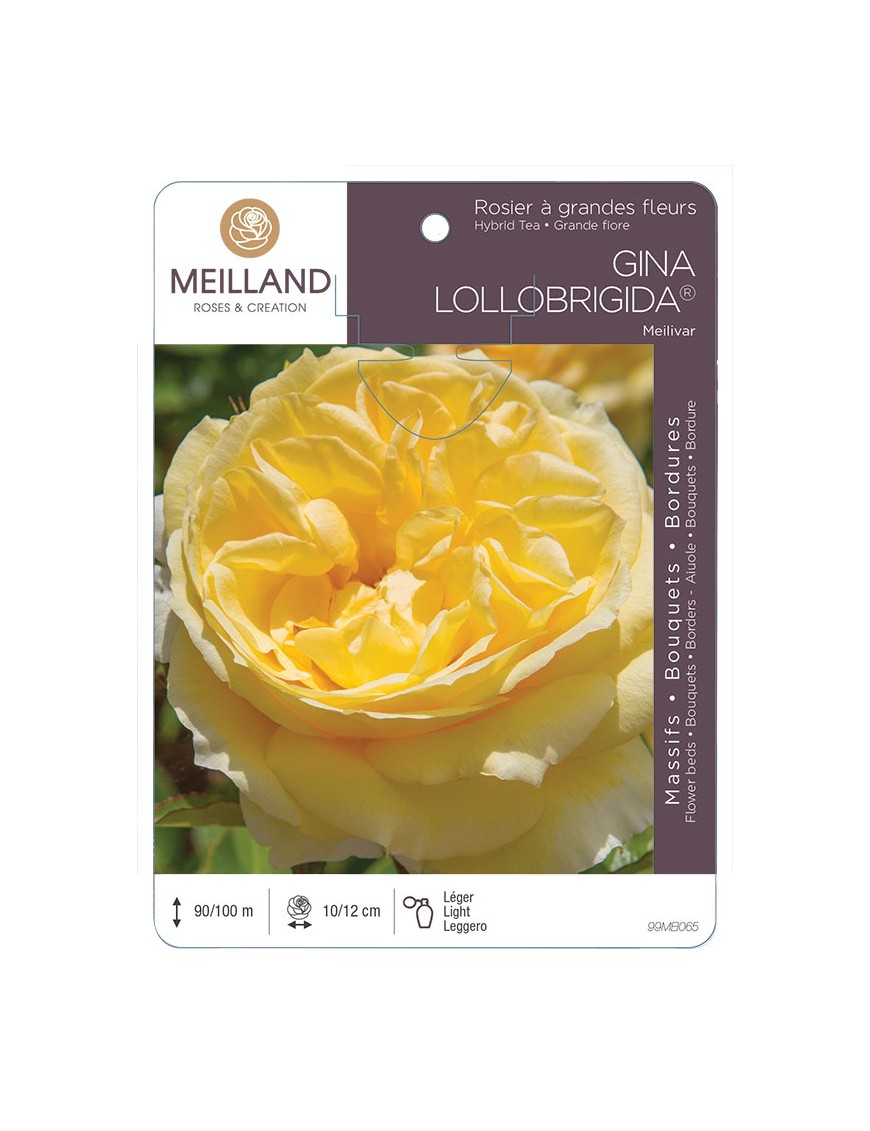 GINA LOLLOBRIGIDA ® Meilivar Rosier à grandes fleurs
