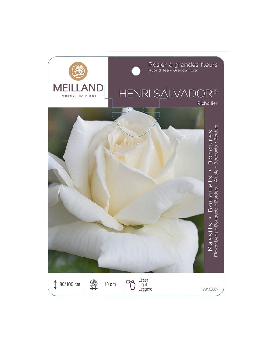 HENRI SALVADOR ® Richoilier Rosier à grandes fleurs