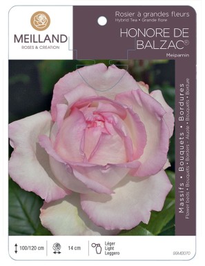 HONORÉ DE BALZAC ® Meiparnin Rosier à grandes fleurs
