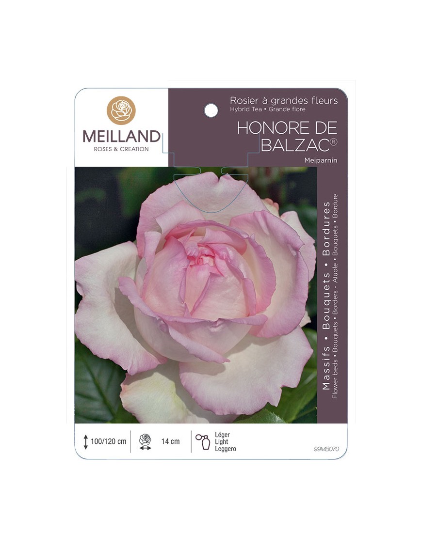 HONORÉ DE BALZAC ® Meiparnin Rosier à grandes fleurs