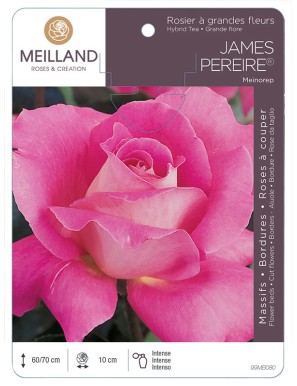 JAMES PEREIRE ® Meinorep Rosier à grandes fleurs