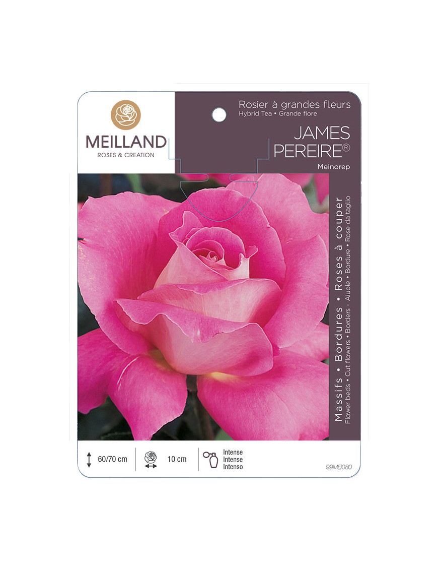 JAMES PEREIRE ® Meinorep Rosier à grandes fleurs