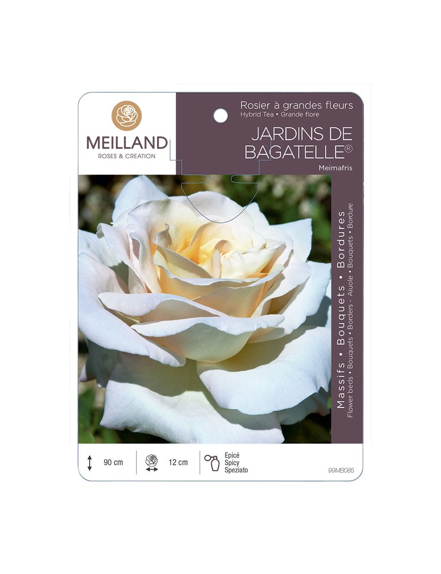 JARDINS DE BAGATELLE ® Meimafris Rosier à grandes fleurs