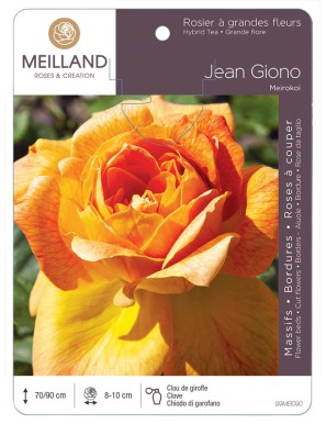 JEAN GIONO ® Meirokoi Rosier à grandes fleurs
