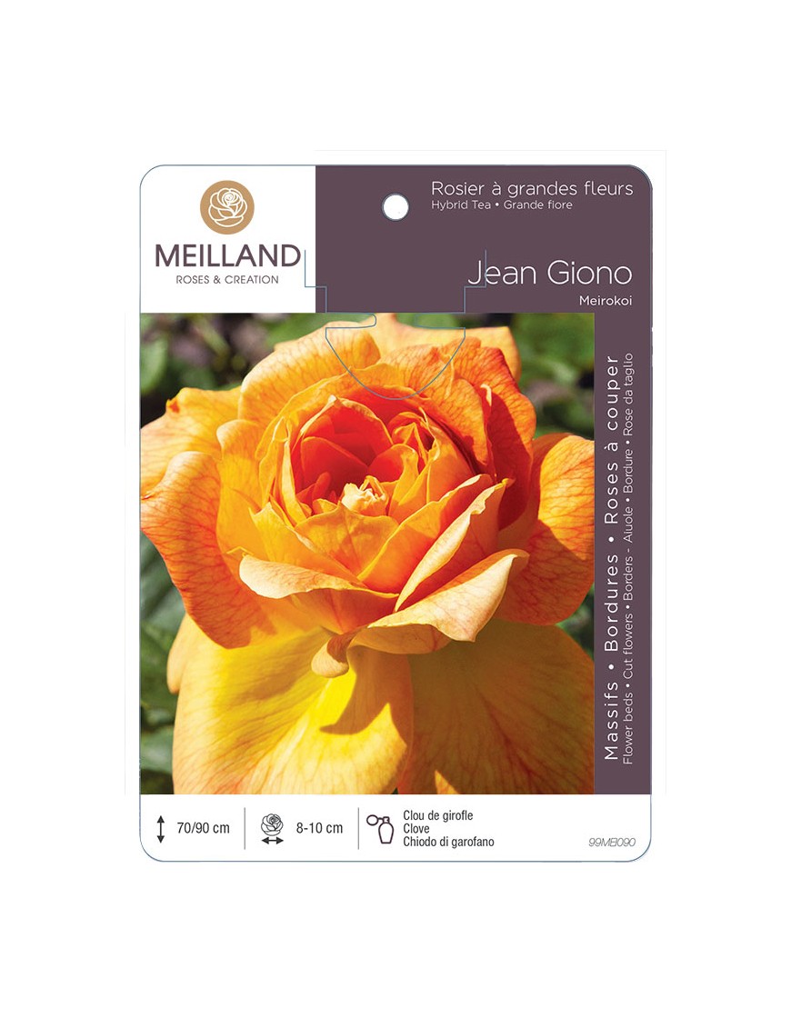 JEAN GIONO ® Meirokoi Rosier à grandes fleurs