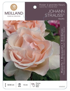 JOHANN STRAUSS ® Meioffic Rosier à grandes fleurs