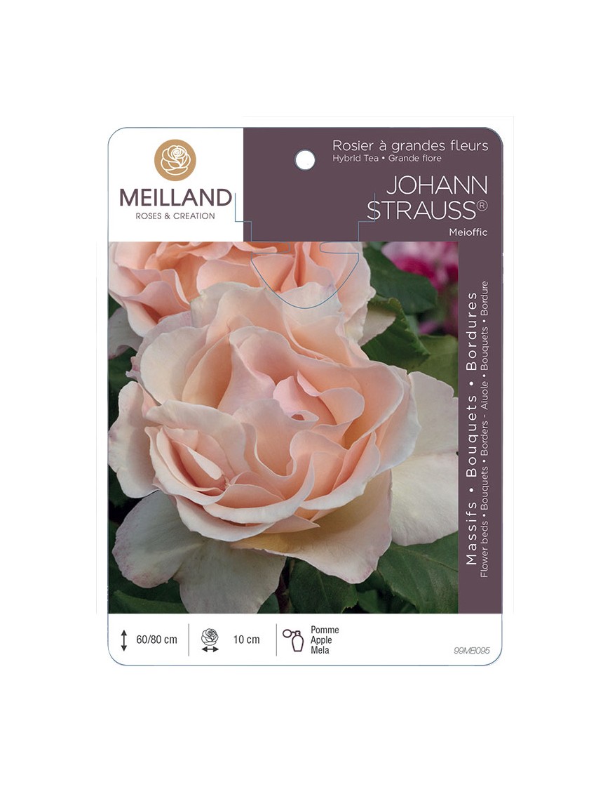 JOHANN STRAUSS ® Meioffic Rosier à grandes fleurs