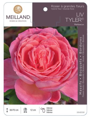 LIV TYLER ® Meibacus Rosier à grandes fleurs