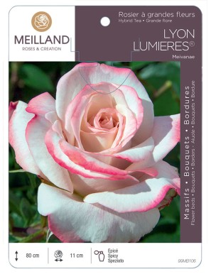 LYON LUMIERES ® Meivanae Rosier à grandes fleurs