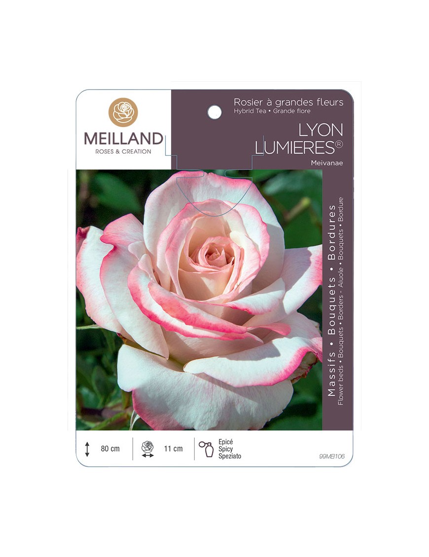 LYON LUMIERES ® Meivanae Rosier à grandes fleurs