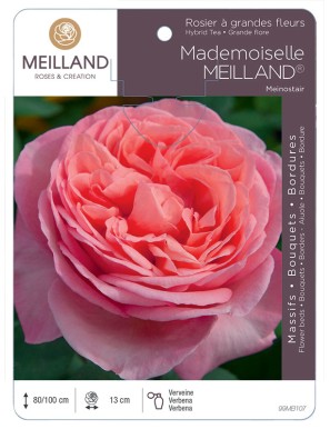 MADEMOISELLE MEILLAND ® Meinostair Rosier à grandes fleurs
