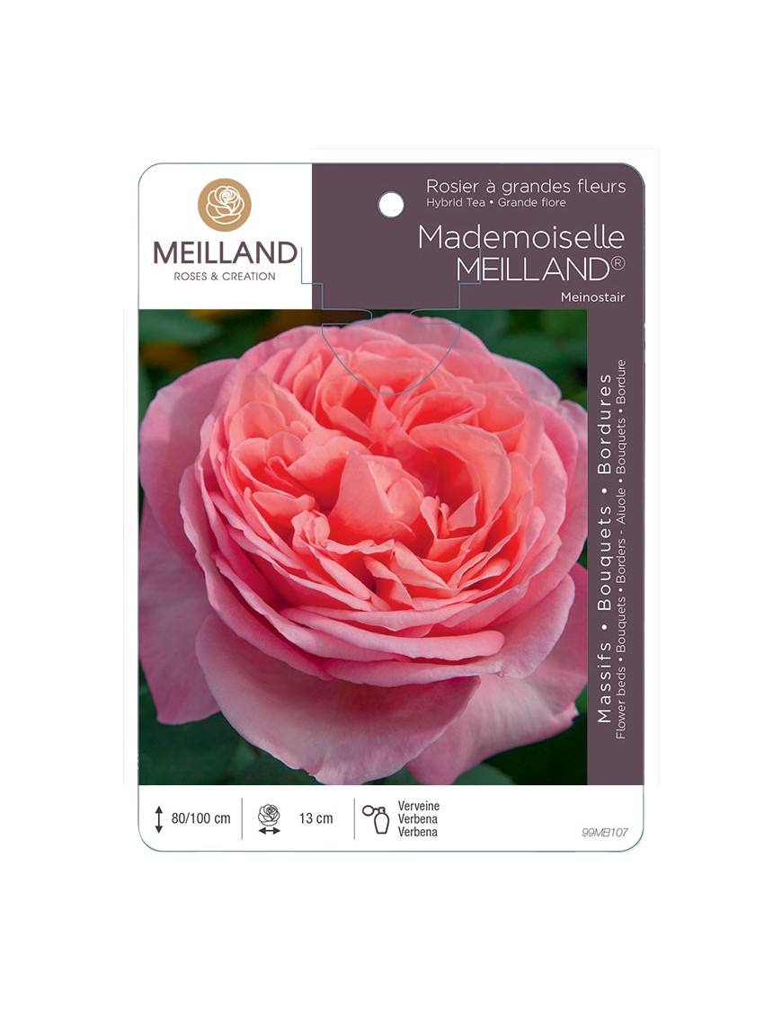 MADEMOISELLE MEILLAND ® Meinostair Rosier à grandes fleurs
