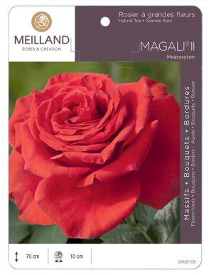 MAGALI ® II Meiposyton Rosier à grandes fleurs