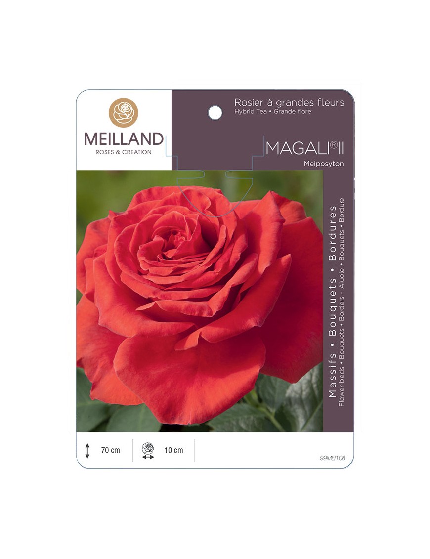 MAGALI ® II Meiposyton Rosier à grandes fleurs