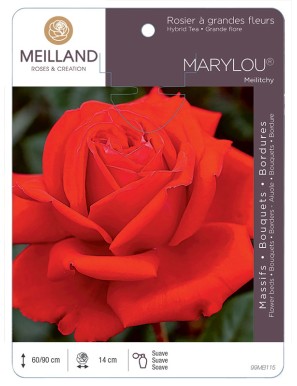 MARYLOU ® Meilitchy Rosier à grandes fleurs