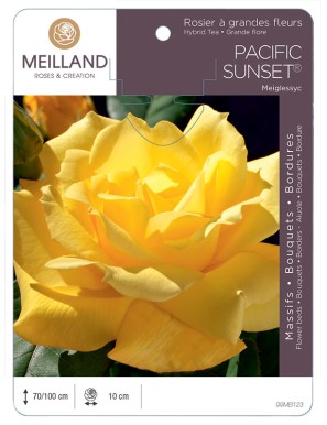 PACIFIC SUNSET ® Meiglessyc Rosier à grandes fleurs