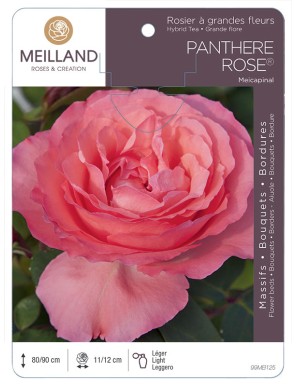 PANTHÈRE ROSE ® Meicapinal Rosier à grandes fleurs