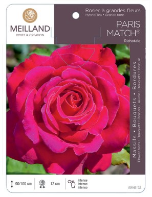 PARIS MATCH ® Richotale Rosier à grandes fleurs