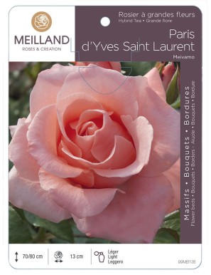 PARIS D'YVES SAINT LAURENT ® Meivamo Rosier à grandes fleurs