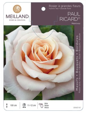 PAUL RICARD ® Meinivoz Rosier à grandes fleurs