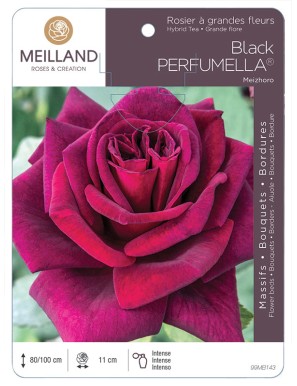 Black PERFUMELLA ® Meizhoro Rosier à grandes fleurs