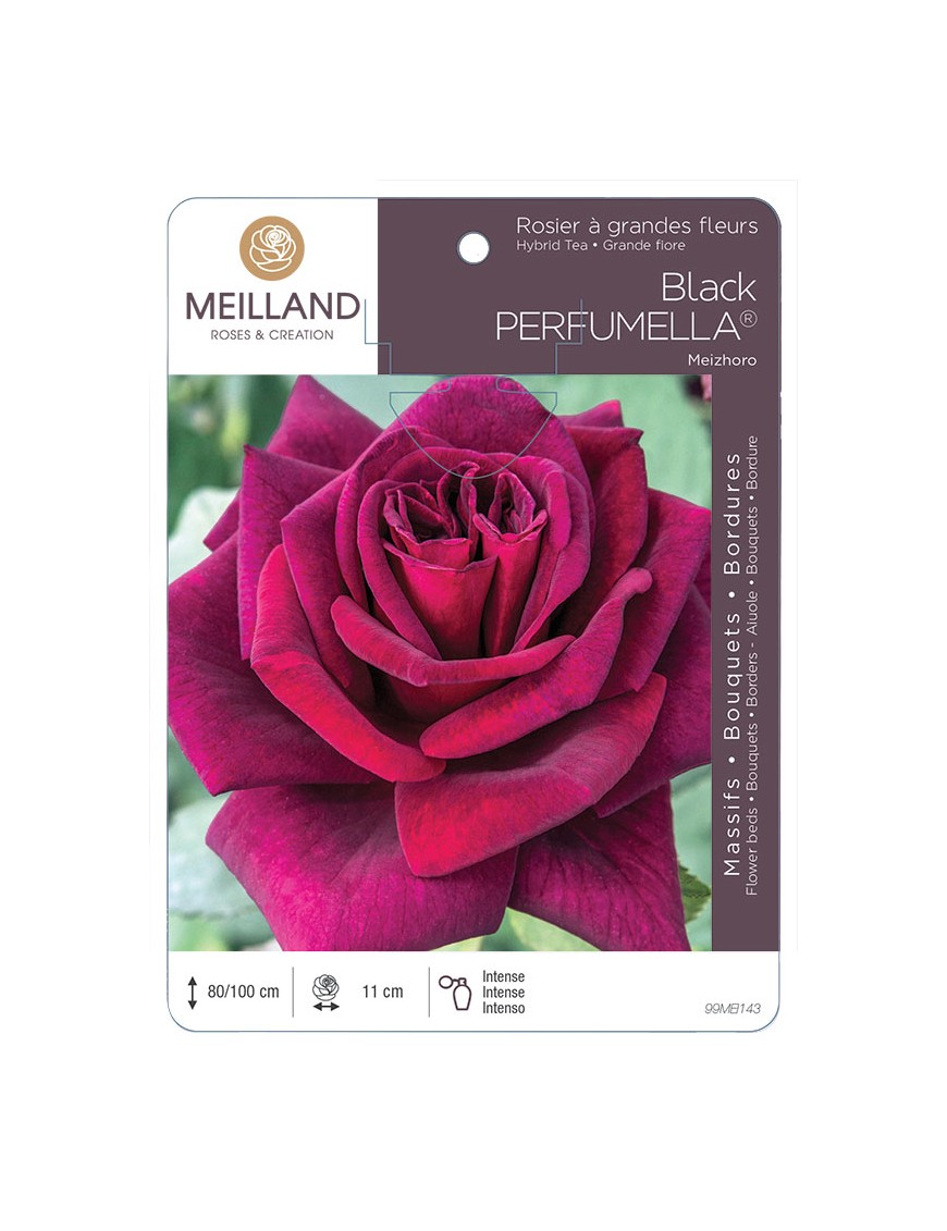 Black PERFUMELLA ® Meizhoro Rosier à grandes fleurs