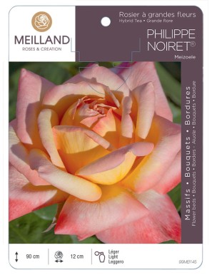 PHILIPPE NOIRET ® Meizoele Rosier à grandes fleurs
