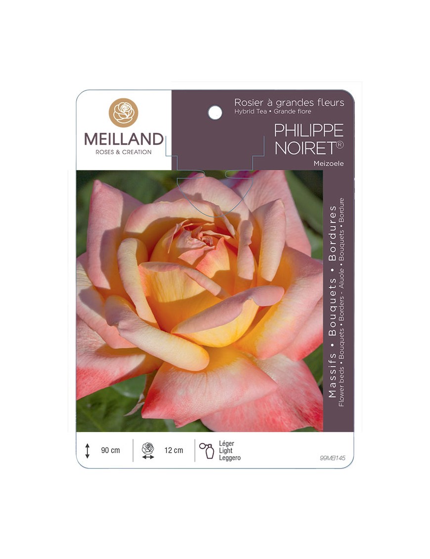 PHILIPPE NOIRET ® Meizoele Rosier à grandes fleurs
