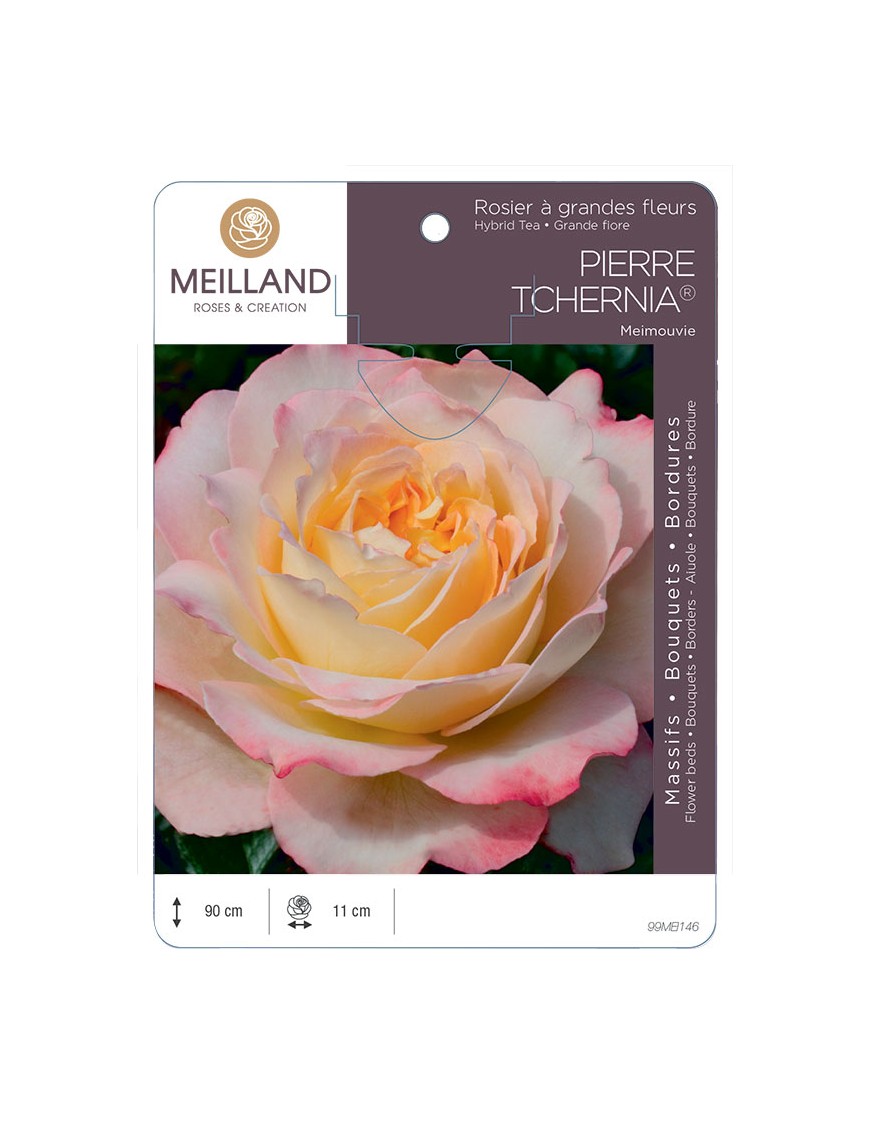 PIERRE TCHERNIA ® Meimouvie Rosier à grandes fleurs