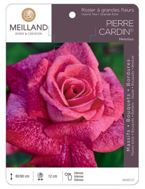 PIERRE CARDIN ® Meilolipo Rosier à grandes fleurs